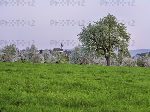 Flowering pear trees (Pyrus communis), behind the church in the village of Beinwil, Freiamt, Canton Aargau, Switzerland