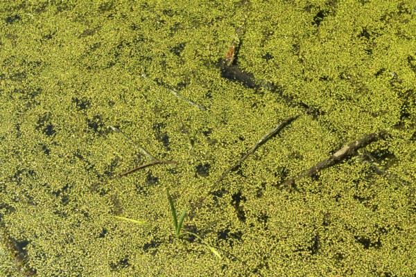 Pond with Common duckweed (Lemna minor) or duckweed in the UNESCO World Heritage Site and Hainich National Park, Bad Langensalza, Thuringia, Germany