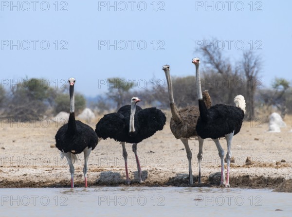 Common ostrich (Struthio camelus), adult female and three males, at the waterhole, Nxai Pan National Park, Botswana