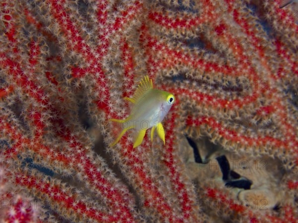 A single fish with yellow fins, Golden damselfish (Amblyglyphidodon aureus) juvenile, swimming in front of red corals, dive site Sweet Reef, Penyapangan, Bali, Indonesia