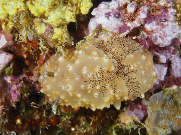A nudibranch with orange dots, Batangas Halgerda (Halgerda batangas), on a colourful coral reef with fine patterns, dive site Twin Reef, Penyapangan, Bali, Indonesia