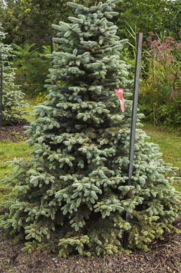 Young and newly planted Picea glauca, White Spruce tree tied to a metal stake in summer, Quebec, Canada