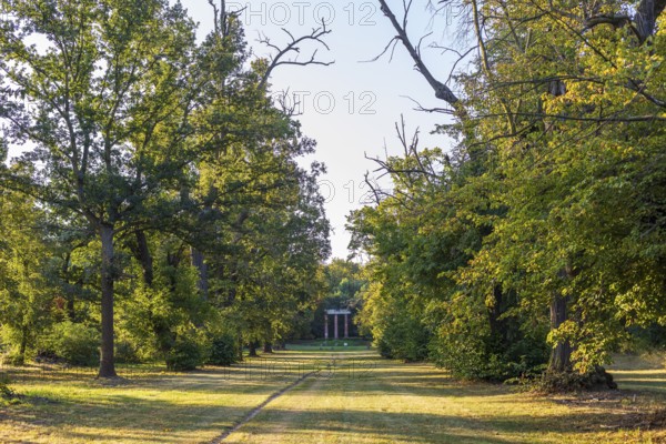 Artificial Trianon ruin and old lime tree avenue (Tilia) in Eythra, natural monument on Lake Zwenkau, Leipzig New Lake District, Saxony, Germany