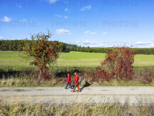Aerial view, drone photo: A man and a woman walking in autumn between trees with red leaves in front of a landscape with fields and pine forests, literature trail in Rädigke, Fläming, Brandenburg, Germany