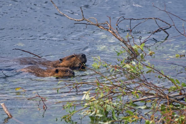 Two north american beavers (Castor canadensis), old and young swimming in the beaver pond, food plants visible, Yukon Territory, Canada