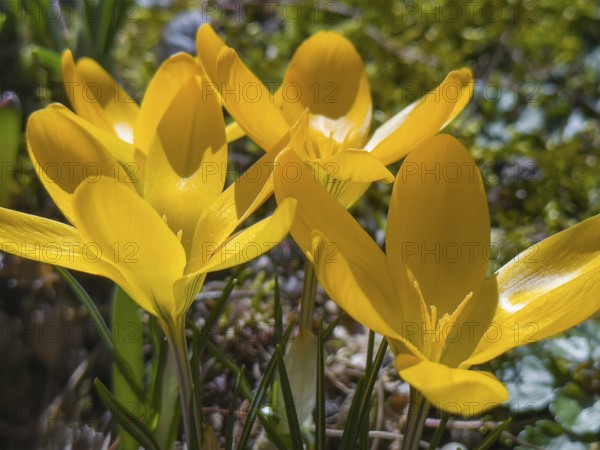 Crocus minimus, Balkan crocus, golden-flowered saffron (Crocus chrysanthus)