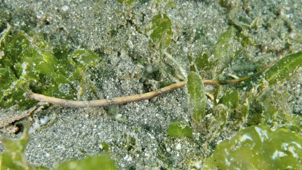 A slender spiny-snouted sea needle (Halicampus spinirostris), sea needle, hiding in the seagrass, dive site Secret Bay, Gilimanuk, Bali, Indonesia