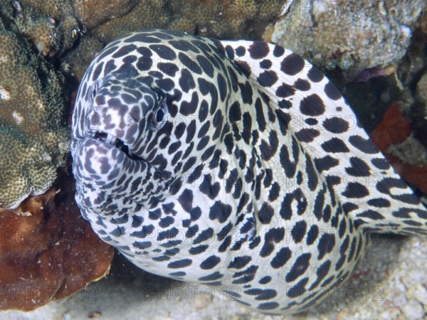 Portrait of a large reticulated moray eel (Gymnothorax favagineus) next to corals, dive site Spice Reef, Penyapangan, Bali, Indonesia