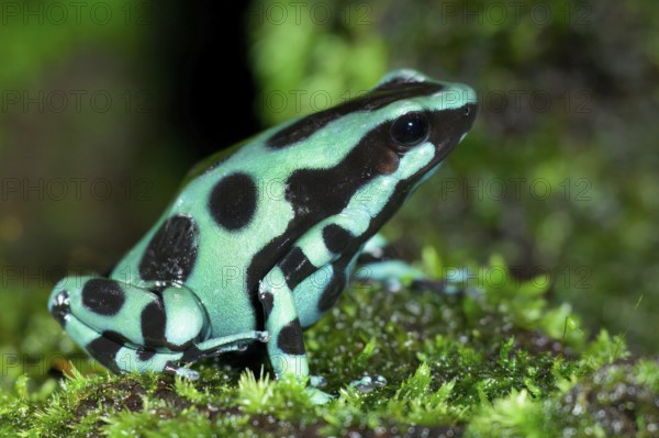Green-and-black poison dart frog (Dendrobates auratus), Costa Rica
