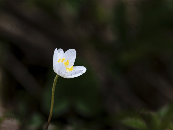 Wood anemone (anemone nemorosa), Bischofswiesen, Berchtesgadener Land, Upper Bavaria, Bavaria, Germany