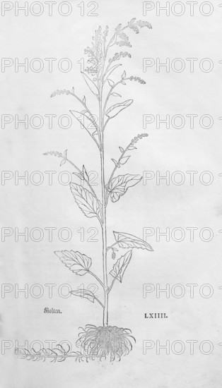 Garden melilot (Atriplex hortensis), woodcut by Leonhart Fuchs, from New Kreüterbuch, neues Kräuterbuch, Michael Isingrin, Basel, Switzerland, 1543