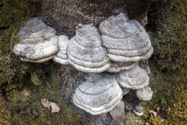 Tinder fungus (Fomes fomentarius), Oberallgäu, Allgäu, Bavaria, Germany