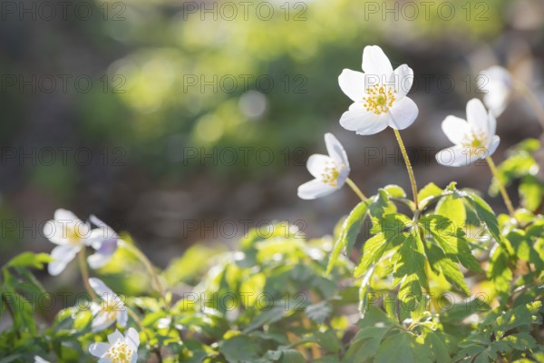 Wood anemone (Anemonoides nemorosa) (Syn.: Anemone nemorosa) blooming white in the forest, green leaves, blurred background, spring flowers, soft sunlight, backlit, close-up, macro shot, mixed forest, Lüneburg Heath, Lower Saxony, Germany