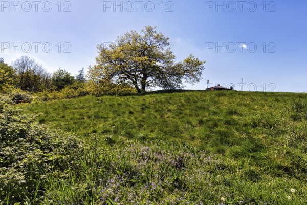 Single oak (Quercus), solitary oak on a mountain top, Köterberg, Lügde, sunny spring weather, Weserbergland, North Rhine-Westphalia, Germany