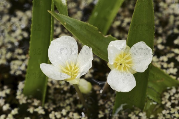 Crab claw or water aloe (Stratiotes aloides, Stratiotes aquatica), flowers, North Rhine-Westphalia, Germany