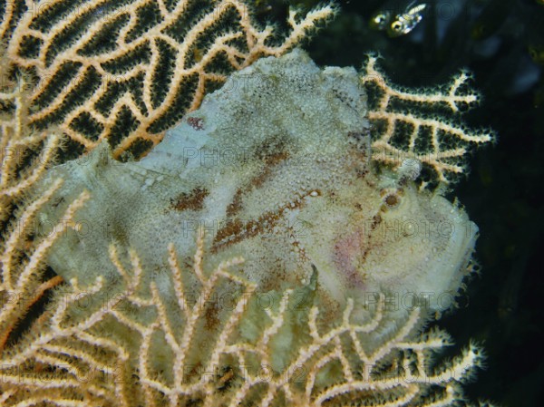 A pale green rocking fish (Taenianotus triacanthus) lurking in giant fan coral (Annella mollis), dive site Pidada, Penyapangan, Bali, Indonesia, dive site Pidada, Penyapangan, Bali, Indonesia