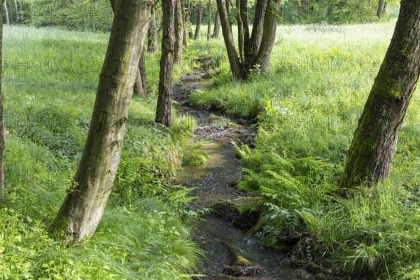 Pilke stream in the Upper Pilke Valley near Schirgiswalde, Upper Lusatia, Saxony, Germany