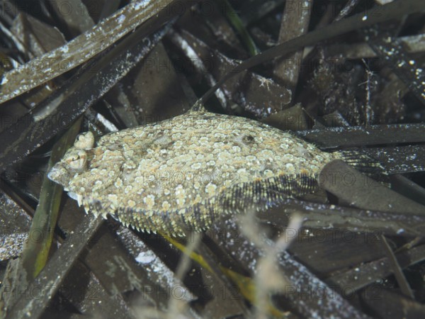 A flounder, eyespot dwarf turbot (Zeugopterus regius), lying well camouflaged between seagrass, Neptune grass (Posidonia oceanica) on the seabed in the Mediterranean near Hyères. Dive site Les Grottes, Giens peninsula, Provence Alpes Côte d'Azur, France