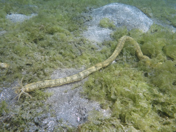 Feather mouth sea cucumber (Synapta maculata), on a sandy, algae-rich bottom, dive site Secret Bay, Gilimanuk, Bali, Indonesia
