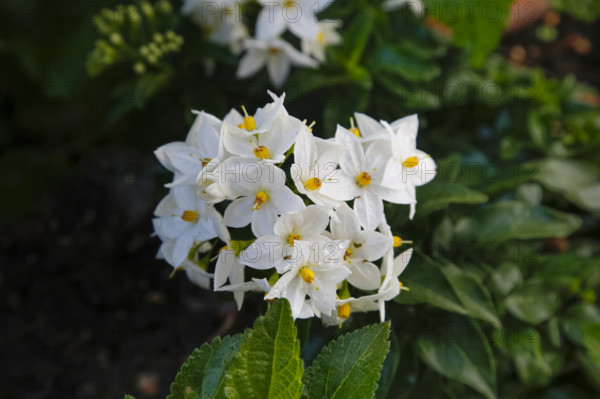 Summer jasmine (Solanum jasminoides), jasmine, white potato bush, jasmine nightshade, false jasmine, nightshade, white, star-shaped flowers with yellow pistils, climbing plant, container plant, balcony plant, garden, Germany