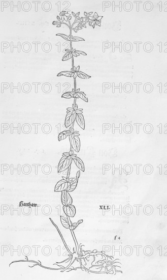 Hypericum hirsutum, Raues Hartheu (Hypericum montanem), woodcut by Leonhart Fuchs, from New Kreüterbuch, neues Kräuterbuch, Michael Isingrin, Basel, Switzerland, 1543
