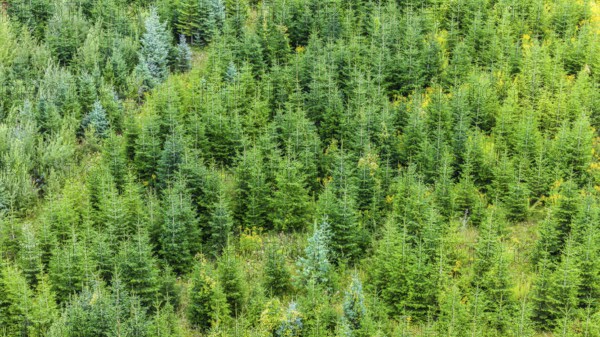 Christmas tree plantation in summer. Christmas trees grow in a coniferous forest for the coming season. Drone photo. Östringen, Baden-Württemberg, Germany