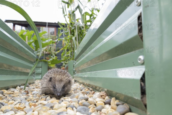 European hedgehog (Erinaceus europaeus) adult animal on an urban garden shingle path between two vegetable raised beds in summer, Suffolk, England, United Kingdom