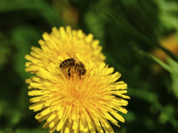 Honey bee (Apis mellifera) collecting pollen in the flower of a dandelion (taraxacum), Bischofswiesen, Berchtesgadener Land, Bavaria, Germany