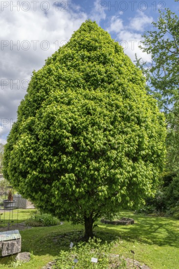 Turkish hazel (Corylus colurna), Botanical Garden Erlangen, Middle Franconia, Bavaria, Germany