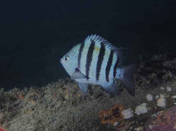 A black and white striped fish, Sergeant fish (Abudefduf saxatilis), swimming at night close to the dark seabed, dive site Blue Heron Bridge, Phil Foster Park, Riviera Beach, Florida, USA