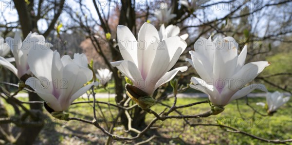 Branch with flowers of the tulip magnolia (Magnolia), North Rhine-Westphalia, Germany