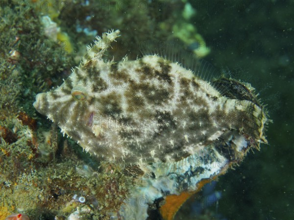 Seagrass filefish (Acreichthys tomentosus) resting on algae with a camouflaging pattern, dive site Secret Bay, Gilimanuk, Bali, Indonesia
