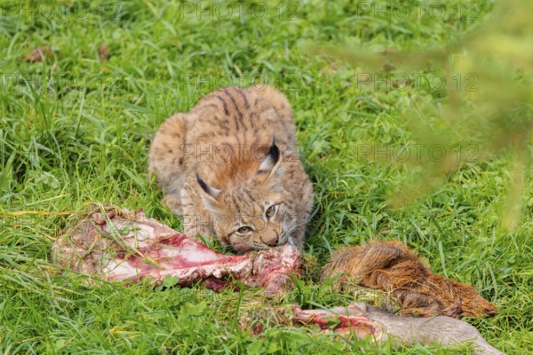 A young Eurasian lynx (Lynx lynx) eats the leg of a red deer lying in a meadow
