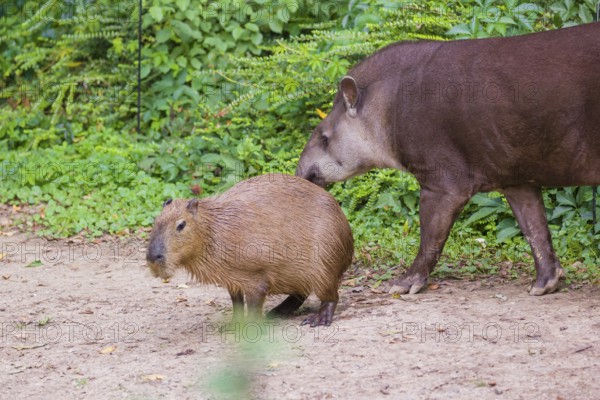 A South American tapir (Tapirus terrestris) and a Capybara (Hydrochoerus hydrochaeris) share the habitat