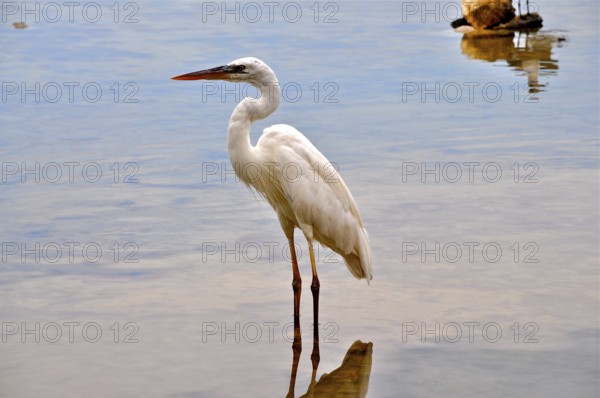 Canada heron (Ardea herodias occidentalis)