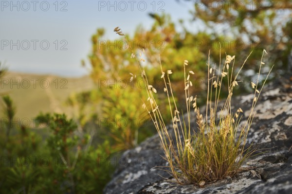 Sheep's fescue (Festuca ovina) growing at Mount "La Talaia del Montmell" at evening, Catalonia, Spain
