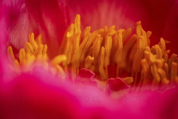 Stamens, petals, pink peony (Paeonia)