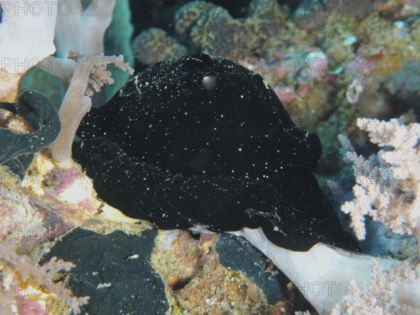 Black nudibranch, large ice snail (Ovula ovum), on a reef with soft corals, dive site Twin Reef, Penyapangan, Bali, Indonesia
