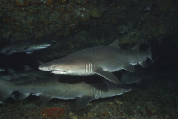 Sand tiger shark (Carcharias taurus)
