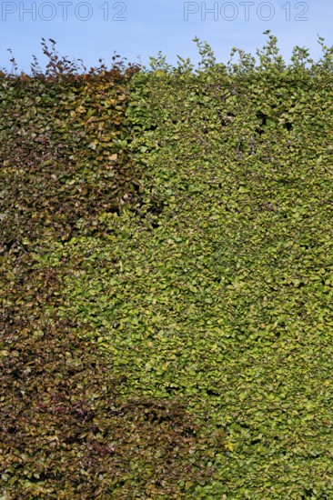 High hedge, Humlebæk, Nivå Bugt, Hovedstaden, Øresund coast, Denmark