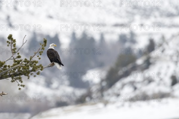 Im Tal des Yellowstone River'... Weisskopfseeadler *Haliaeetus leucocephalus*