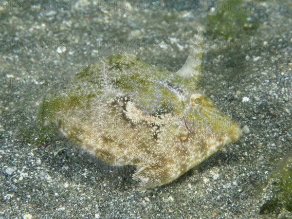 A camouflaged seagrass filefish (Acreichthys tomentosus) hides on the sandy seabed, dive site Secret Bay, Gilimanuk, Bali, Indonesia