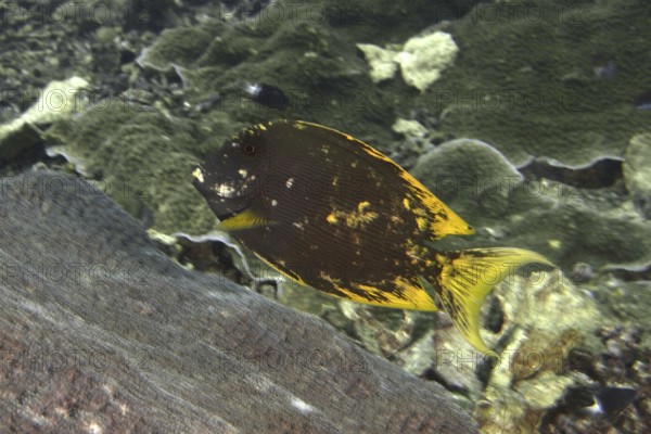 Dark-coloured fish with yellow details, Long-striped bristletooth dragonet (Ctenochaetus striatus), moving along a coral reef, dive site SD, Nusa Ceningan, Nusa Penida, Bali, Indonesia