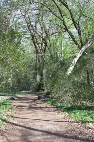 Hiking trail, fallen tree, Neuenburg primeval forest, spring, Friesland, Lower Saxony, Germany