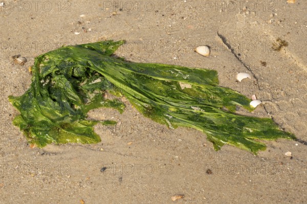 Seaweed and shells on the sandy beach, Wyk, Föhr, North Sea island, North Frisia, Schleswig-Holstein, Germany