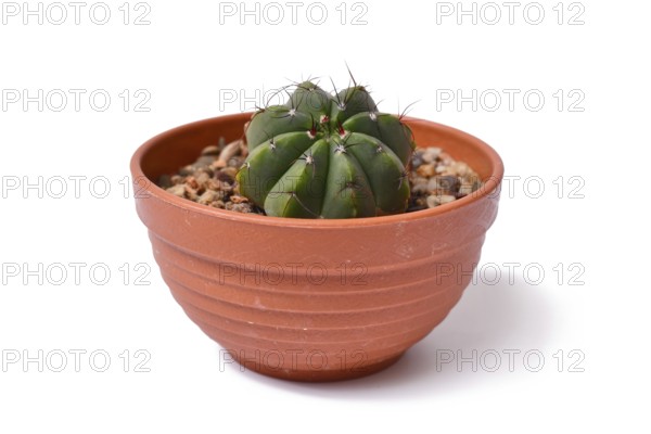 Side view of 'Parodia Ottonis syn. Notocactus Acutus' cactus plant in flower pot on white background