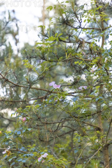 Rosa canina (Rosa corymbifera) in front of european black pine (Pinus nigra) in a forest, Neunkirchen, Lower Austria, Austria