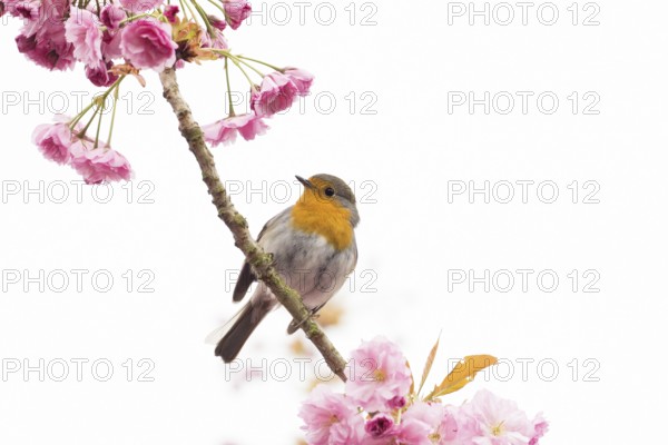 Robin (Erithacus rubecula) sitting on a branch with pink cherry blossoms, Hesse, Germany