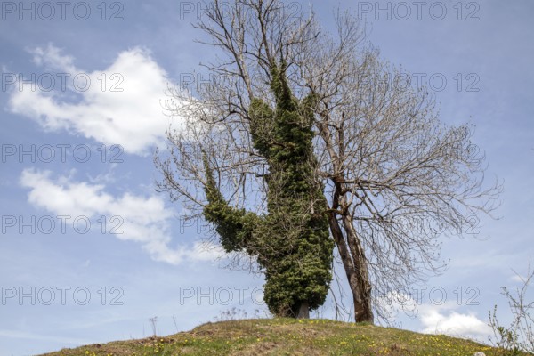 Tree overgrown with ivy (Hedera helix), near Ried, Oy-Mittelberg, Oberallgäu, Allgäu, Bavaria, Germany