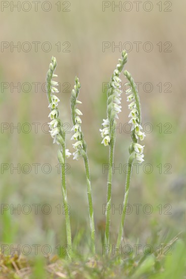 Autumn lady's-tresses (Spiranthes spiralis), flowering plant group, Hesse, Germany